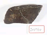 藏品(動物骨化石)的圖片